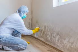 Best Black Mold Removal in Lakewood, CA